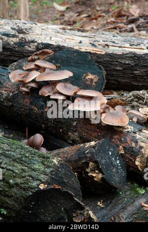 Wachsende Shitake Pilze auf log im Hausgarten Stockfoto