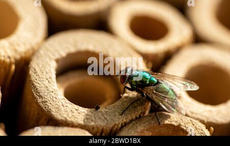 Blick auf eine Goldfliege Stockfoto