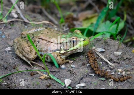 Tiere Frosch amerikanische Bullfrog Lithobates clesbeianus in der Nähe eines Teiches in Poolesville Maryland MD Erwachsener Stockfoto