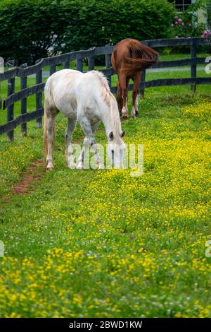 Pferde in einem Feld von Butterblumen in Poolesville Maryland MD Pferdefarm Stockfoto