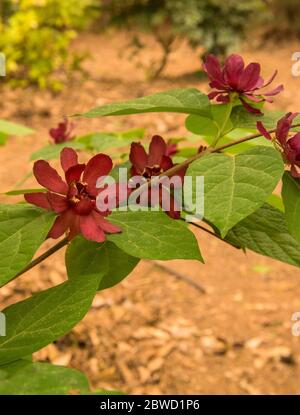 Calycanthus raulstonii ‘Hartlage Wine’ Stockfoto