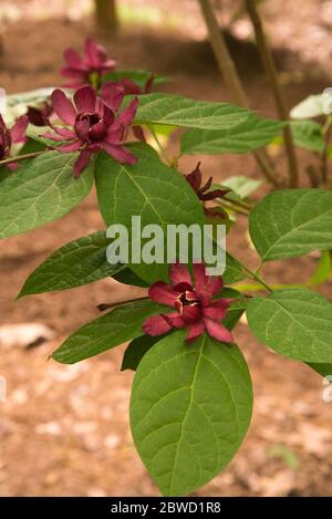 Calycanthus raulstonii ‘Hartlage Wine’ Stockfoto