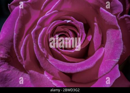 Floraler Hintergrund mit schönen magenta Rose Nahaufnahme Stockfoto