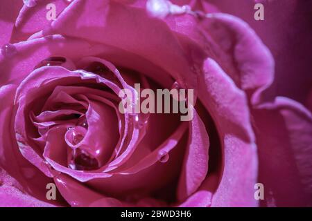 Floraler Hintergrund mit schönen magenta Rose Nahaufnahme Stockfoto