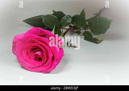 Rosa Rose isoliert auf weißem Hintergrund Nahaufnahme Stockfoto