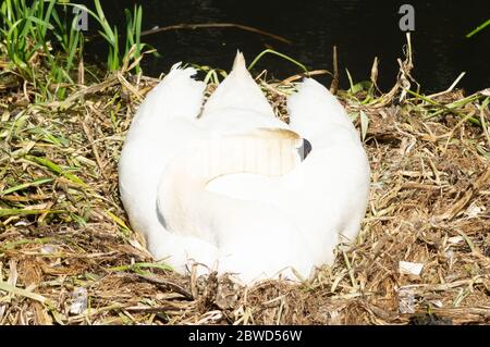 Weibliche Federschwan auf Nest schlafen mit Kopf in ihre Federn gesteckt - Mutter mütterlichen Barsch schützen brüten niedlichen Vogel stummen Schwan Cygnus olor Stockfoto