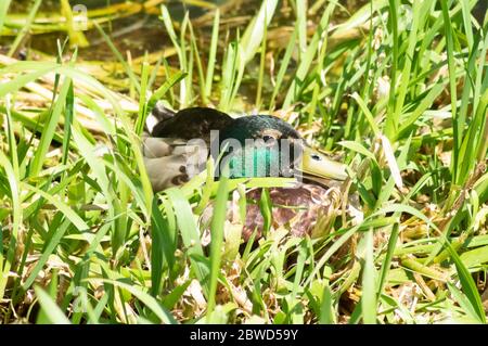 Männliche Stockente oder drake, die an einem warmen Frühlingstag im Gras sitzt Stockfoto