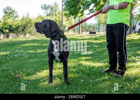 Große junge Stock corso Wandern im Gras mit Besitzer Stockfoto