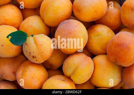 Frische, Bio-Aprikosenfrüchte. Nahaufnahme. Unvollkommene, orange, saisonale Früchte für gesunde Ernährung und Lebensstil. Keine Verschwendung Stockfoto