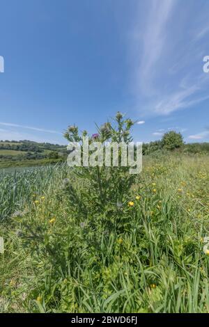 Blätter, Blütenknospen & Blume von Stier Thistle / Spear Thistle - Cirsium vulgare in einem sonnigen Feld in Großbritannien. Mögliche Metapher für Schmerz / schmerzhaft / scharf. Stockfoto