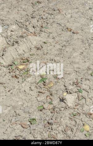 Klumpen von trockenem Boden in einem bemobenen / gepflügten Feld. Metapher für verbrannte Erde, Weltwassertag, Dürre, knochentrockener, ausgetrocknter Boden, Tod, lebloser Boden. Stockfoto