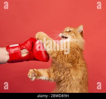 Erwachsene rote Katze kämpft mit einem roten Boxhandschuh. Lustig und verspielt auf rotem Hintergrund. Stockfoto