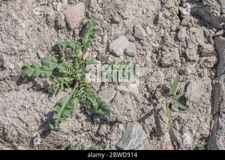 Blattrosette einer jungen Hirtenspülung / Capsella bursa-pastoris Pflanze in einem ausgetrocknten, beschnittenen Feld. Einmal medizinisch verwendet, und auch essbar Stockfoto