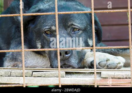 Trauriger schwarzer Hund liegt hinter Gittern auf dem Boden Stockfoto