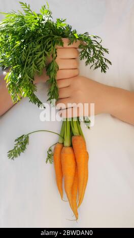 Hände halten eine frische Karotte auf weißem background.Organic Gemüse.Eco Shopping.Vegetarische Lebensmittel-Konzept. Stockfoto