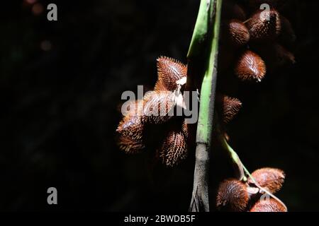 salak Früchte oder Salacca zalacca in Bio-Bauernhof Stockfoto