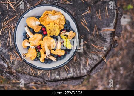 Pfifferlinge Pilze in einer Schüssel zusammen mit Waldbeeren (Heidelbeere, Preiselbeere). Auf einem Stumpf mit gefallenen Kiefernnadeln bedeckt. Futtersuche. Stockfoto