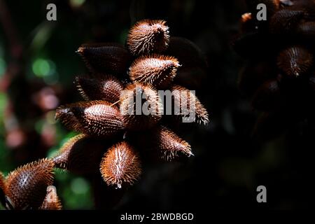 salak Früchte oder Salacca zalacca in Bio-Bauernhof Stockfoto