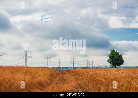 Footpath in the rye field. Countryside landscape in Slovakia. Stockfoto