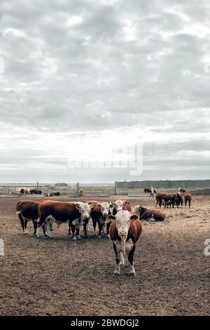 Eine Herde von roten und weißen Stieren auf einem Bauernhof Stockfoto