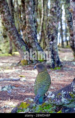 Kea auf Bealey Spur Stockfoto