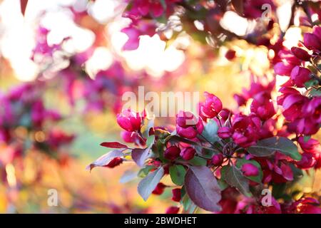 Nahaufnahme der magentafarbenen Blütenblüten des überfüligen Krabapfels im Frühjahr. Stockfoto