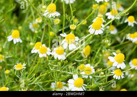 Kamille (Matricaria chamomilla) in voller Blüte, Isehara City, Kanagawa Präfektur, Japan Stockfoto