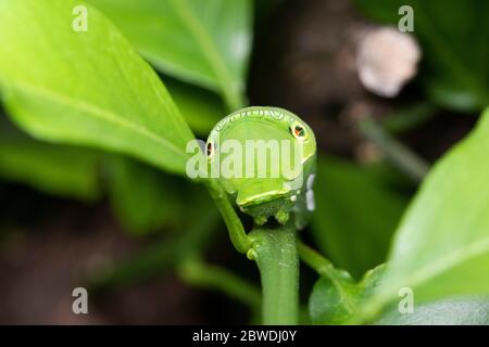 Larve des asiatischen Schwalbenschwanzes (Papilio xuthus), auf Mikan-Orangenbaum, Isehara-Stadt, Kanagawa-Präfektur, Japan Stockfoto