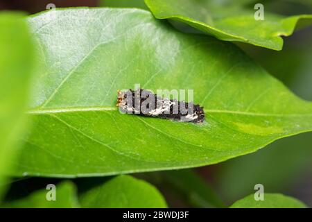 Larve des asiatischen Schwalbenschwanzes (Papilio xuthus), auf Mikan-Orangenbaum, Isehara-Stadt, Kanagawa-Präfektur, Japan Stockfoto