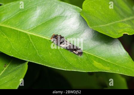 Larve des asiatischen Schwalbenschwanzes (Papilio xuthus), auf Mikan-Orangenbaum, Isehara-Stadt, Kanagawa-Präfektur, Japan Stockfoto