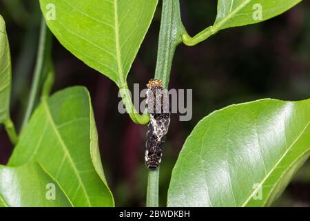 Larve des asiatischen Schwalbenschwanzes (Papilio xuthus), auf Mikan-Orangenbaum, Isehara-Stadt, Kanagawa-Präfektur, Japan Stockfoto