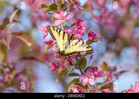 Osttiger Schwalbenschwanz, der den Nektar von einem blühenden Krabbenbaum findet. Stockfoto