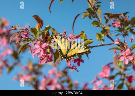 Osttiger Schwalbenschwanz, der den Nektar von einem blühenden Krabbenbaum findet. Stockfoto