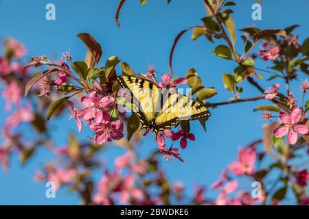 Osttiger Schwalbenschwanz, der den Nektar von einem blühenden Krabbenbaum findet. Stockfoto