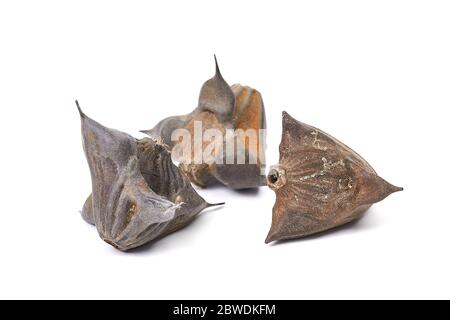 Wasser Caltrop Samen Stockfoto