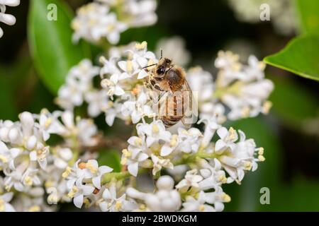 Westliche Honigbiene (APIs mellifera), die Blume saugt, Isehara City, Kanagawa Präfektur, Japan Stockfoto