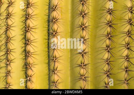 Saguaro Cactus Detail, Tucson, Pima County, Arizona, USA Stockfoto