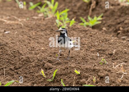 Stelzenschwanz (Motacilla alba lugens), Isehara City, Präfektur Kanagawa, Japan Stockfoto