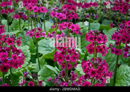 Hübsche japanische Primrose, primula japonica, 'Millers Crimson' im Garten. Stockfoto