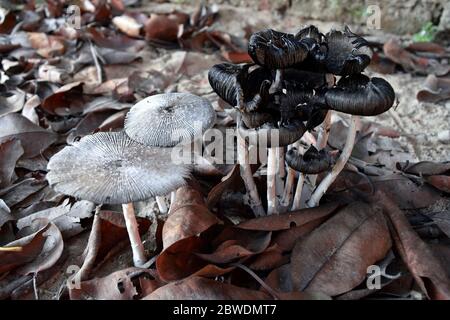 Schöne Pilze in der Natur Stockfoto