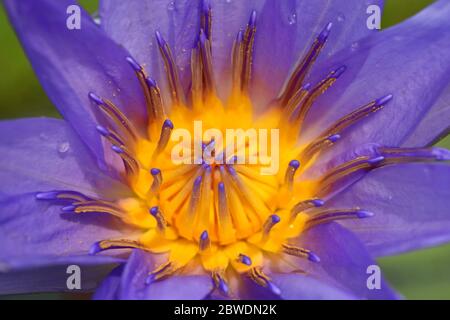 Blue Water Lily Nahaufnahme Schönheit oder Makro-Blume Stockfoto