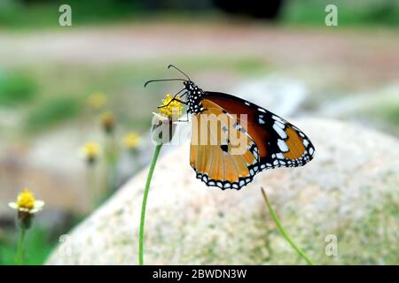 Schlichter Tiger Schmetterling auf Blume Stockfoto