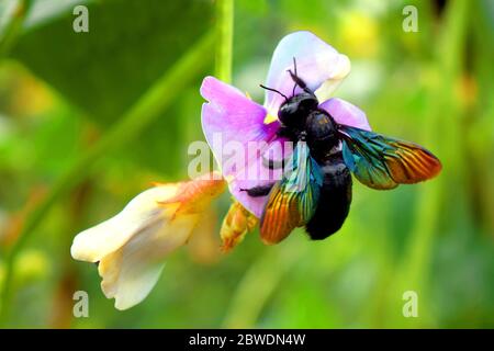 Insekt auf schöner Blume Stockfoto
