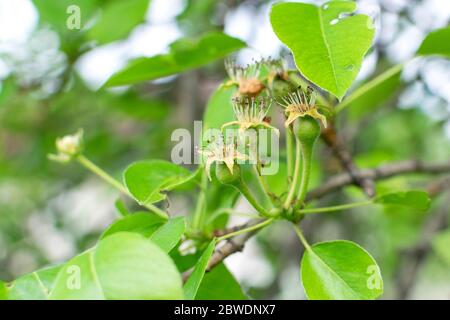 Grüne Birne nach der Blüte auf einem Zweig. Unreife Früchte. Gartenarbeit. Stockfoto