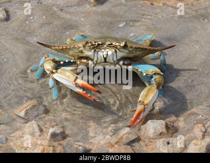 Blaue Krabbe (Callinectes sapidus) aus nächster Nähe, Texas, Galveston Stockfoto