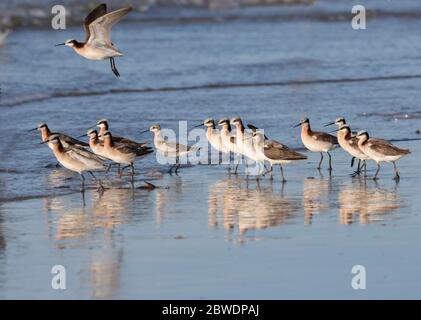 Die Herde von Wilsons Phalarope (Phalaropus tricolor) am Strand von Galveston, Texas Stockfoto