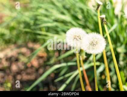 Löwenzahn Samen in der Morgensonne weg brannte in einer frischen, grünen Hintergrund. Stockfoto