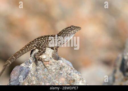 Die braune Anole (Anolis sagrei), die auf dem Felsen posiert Stockfoto