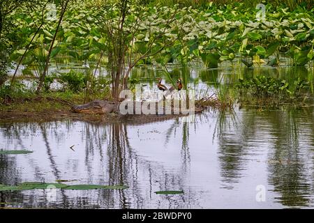 Die Landschaft mit einem großen amerikanischen Alligator und Vögeln im Brazos Bend State Park auf dem Lotus-Felder Hintergrund, Texas Stockfoto