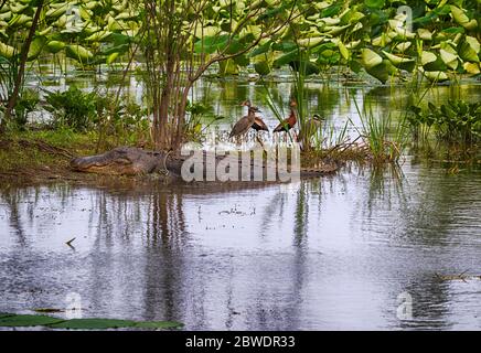 Die Landschaft mit einem großen amerikanischen Alligator und Vögeln im Brazos Bend State Park auf dem Lotus-Felder Hintergrund, Texas Stockfoto